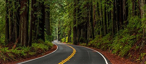 Avenue of the Giants passing through a redwood forest Humboldt Redwoods State Park California USA Poster Print by Panoramic Images (15 x 7)