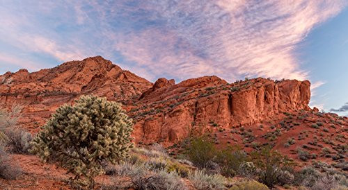 Posterazzi Cholla cactus and red rocks at sunrise St. George Utah USA Poster Print by Panoramic Images, (12 x 7)