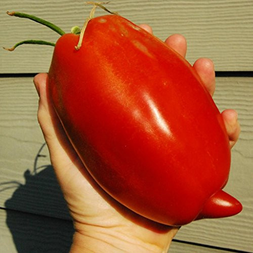 Seeds Tomato Like Pepper Red Long Vegetable Organic Heirloom Ukraine