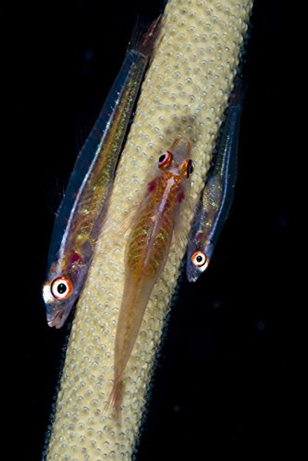 Posterazzi Poster Print Collection Three Large Whip Gobies Romblon Philippines Bruce Shafer/Stocktrek Images, (11 x 17), Multicolored