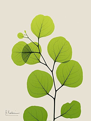 Posterazzi Collection Natural Greenery 3 Poster Print by Albert Koetsier (22 x 28)