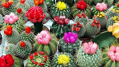 Seeds Cacti Cactus Mix Succulents Barrel Beatuful Plant Balcony Garden Ukraine Seeds Cacti Cactus Mix Succulents Barrel Beatuful Plant Balcony Garden Ukraine