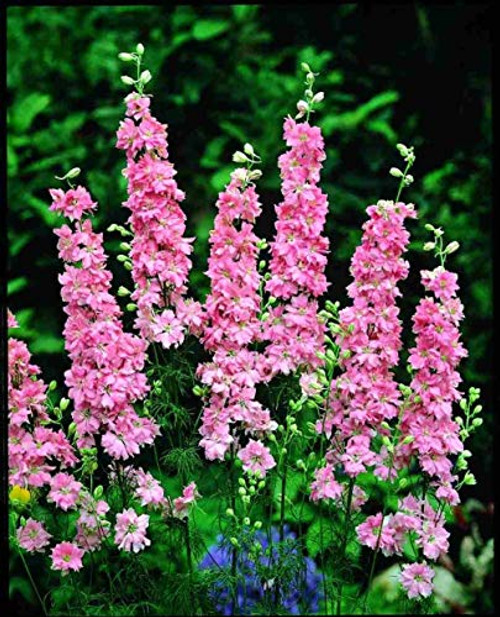 Seeds Delphinium King Salmon Giant Flower Annual Garden Cut Heirloom Ukraine for Planting