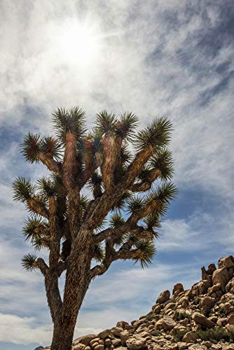 Posterazzi DPI12524408 A Yucca brevifolia Bright Sunny Sky, Joshua Tree National Park California, United States of America Framed Print, 11 x 17, Mult