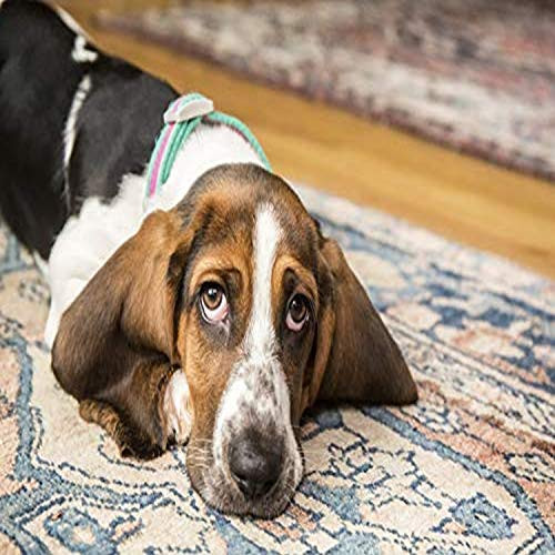 Posterazzi PDDUS48JHO0273 Three Month Old Basset Puppy Looking Forlorn as she reclines on an Area Rug Photo Print, 18 x 24, Multi Posterazzi PDDUS48JHO0273 Three Month Old Basset Puppy Looking Forlorn as she reclines on an Area Rug Photo Print, 18 x 24, Multi