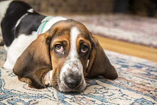 Posterazzi PDDUS48JHO0932 Three Month Old Basset Puppy Looking Forlorn as she reclines on an Area Rug in Photo Print, 18 x 24, Multi Posterazzi PDDUS48JHO0932 Three Month Old Basset Puppy Looking Forlorn as she reclines on an Area Rug in Photo Print, 18 x 24, Multi