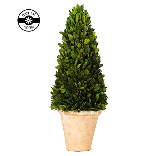 Preserved Boxwood Cone Topiary Original Natural Boxwood Christmas Decor Plant(Cone Tree Topiary, 17 inch high)