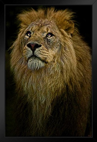 Waiting Lion by Chris Lord Photo Art Print Black Wood Framed Poster 14x20
