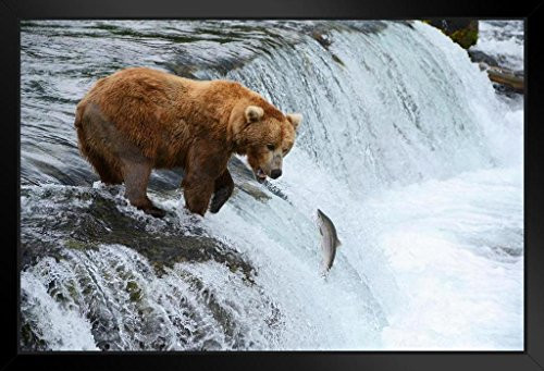 A Brown Bear Hunting for Salmon Photo Art Print Black Wood Framed Poster 20x14