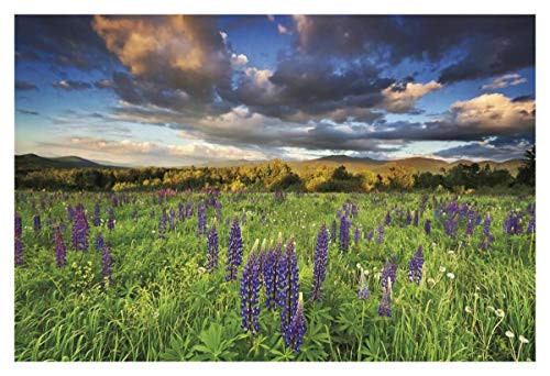 Global Gallery Katherine Gendreau, Lupine Sunset' Unframed Giclee on Paper Print, 18 x 12
