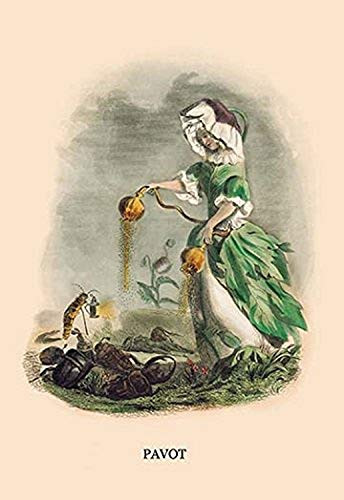 Buyenlarge 0-587-02287-6-P1218 Pavot Paper Poster, 12" x 18"