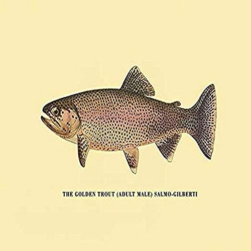 Buyenlarge 0-587-02306-6-G812 The Golden Trout Fine Art Giclee Print, 8" x 12"