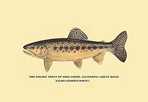 Buyenlarge 0-587-02313-9-P1218 The Golden Trout of Soda Creek Paper Poster, 12" x 18"