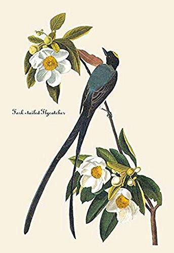 Buyenlarge Fork-Tailed Flycatcher - 16" X 24" Fine Art Giclee Print