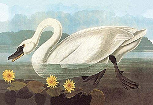 Buyenlarge Whistling Swan - 16" X 24" Fine Art Giclee Print