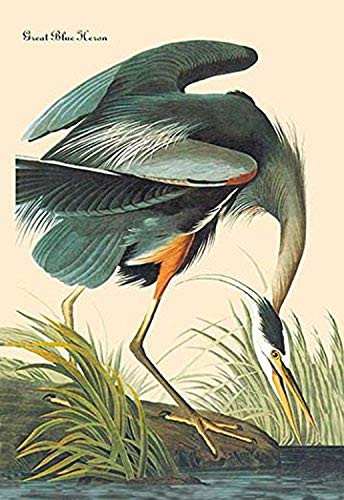 Buyenlarge Great Blue Heron - 16" X 24" Fine Art Giclee Print