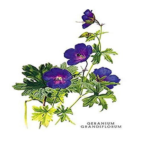 Buyenlarge 0-587-03617-6-G1827 'Geranium Grandiflorum' Giclee Fine Art Print, 18" x 27"