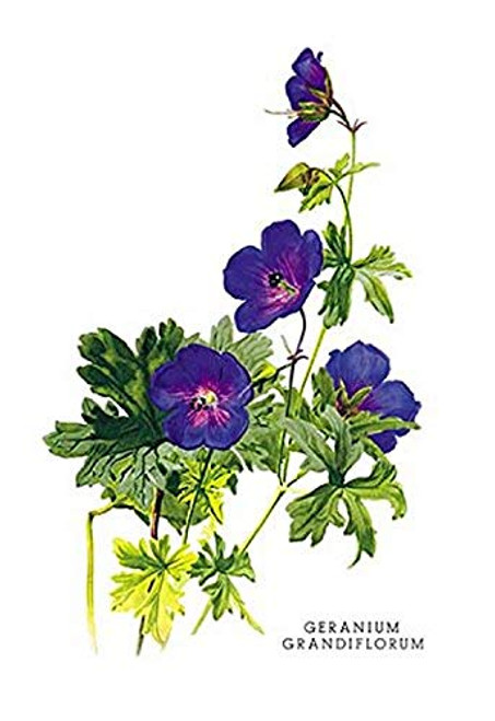 Buyenlarge 0-587-03617-6-P1827 Geranium Grandiflorum Paper Poster, 18" x 27"