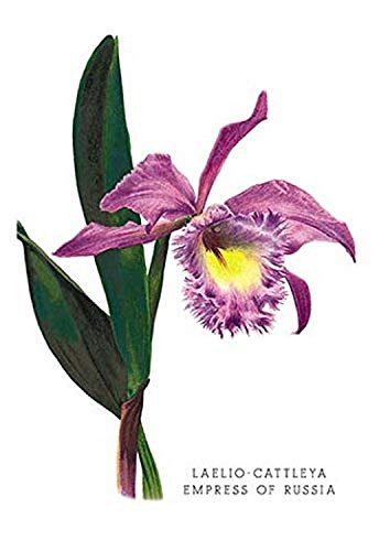 Buyenlarge 0-587-03686-9-P1827 Laelio-Cattleya Empress of Russia Paper Poster, 18" x 27"