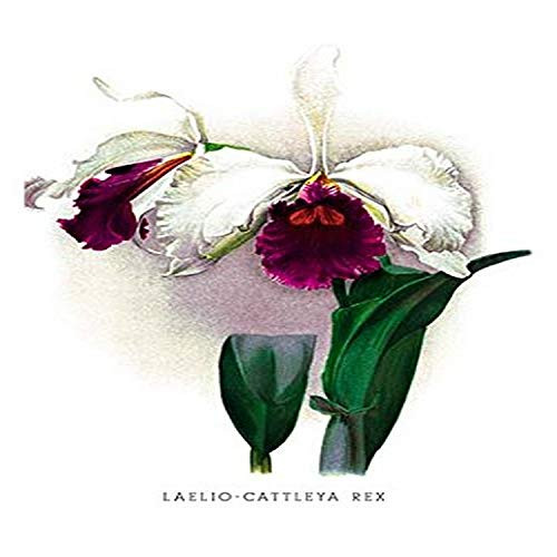 Buyenlarge Laelio-Cattleya Rex - 8" X 12" Fine Art Giclee Print