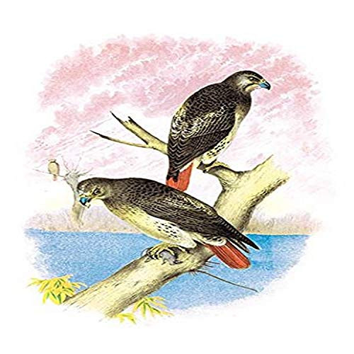 Buyenlarge Red-Tailed Hawks - 8" X 12" Fine Art Giclee Print