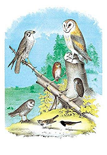 Buyenlarge 0-587-03834-9-P1827 American Lanier Falcon (Prairie Hawk) Paper Poster, 18" x 27"
