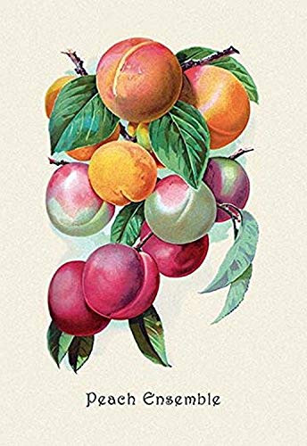 Buyenlarge 0-587-04177-3-P1827 Peach Ensemble Paper Poster, 18" x 27"