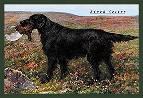 Buyenlarge Black Setter - 16" X 24" Fine Art Giclee Print