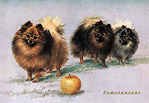 Buyenlarge 0-587-04391-1-P1218 Three of Mrs. Hall Walker's Champion Pomeranians Paper Poster, 12" x 18"