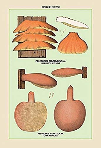 Buyenlarge 0-587-04895-6-P1827 Edible Fungi: Liver Fistulina Paper Poster, 18" x 27"