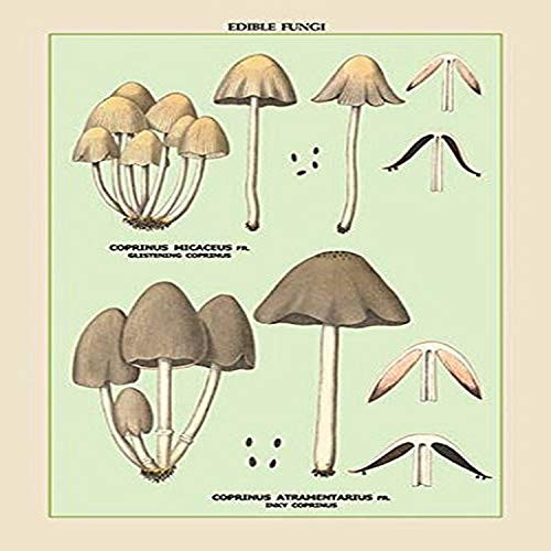 Buyenlarge 0-587-04899-9-G1827 'Edible Fungi: Inky Coprinus' Giclee Fine Art Print, 18" x 27"