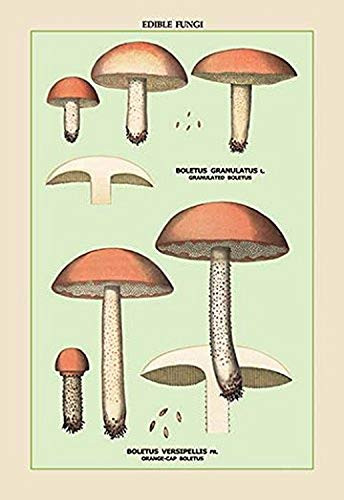 Buyenlarge 0-587-04904-9-P1827 Edible Fungi: Boletus Granulatus and Versipellis Paper Poster, 18" x 27"