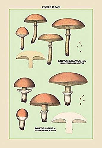 Buyenlarge 0-587-04905-7-P1218 Edible Fungi: Boletus Luteus and Subluteus Paper Poster, 12" x 18"