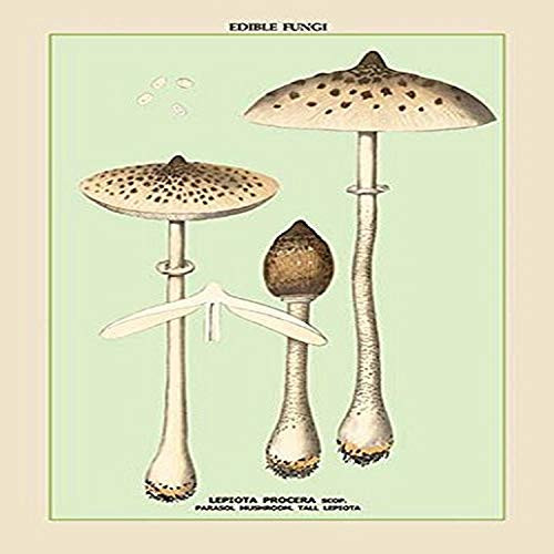 Buyenlarge Edible Fungi: Parasol Mushroom - 8" X 12" Fine Art Giclee Print