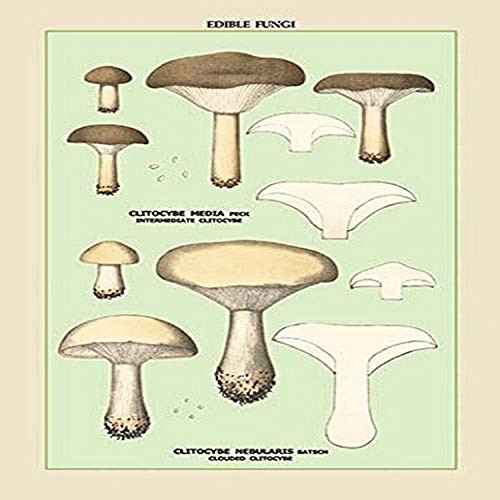 Buyenlarge 0-587-04914-6-G1827 'Edible Fungi: Clouded Clitocybe' Giclee Fine Art Print, 18" x 27"