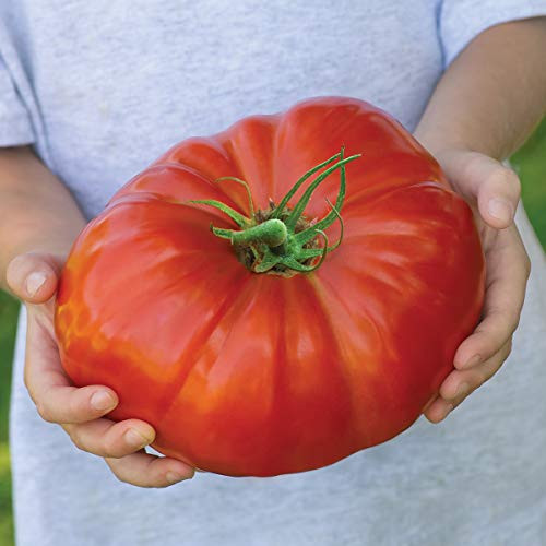 Burpee Exclusive 'SteakHouse' Hybrid | Large Red Beefsteak Slicing 1-3lbs Tomato | 25 Seeds