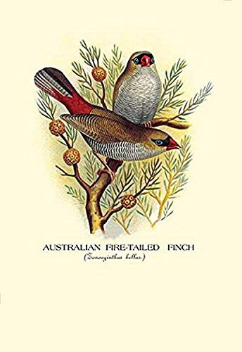 Buyenlarge Australian Fire-Tailed Finch - 16" X 24" Fine Art Giclee Print