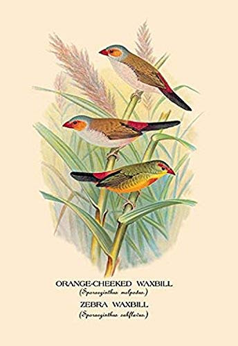 Buyenlarge Orange-Cheeked Waxbill; Zebra Waxbill - 16" X 24" Fine Art Giclee Print