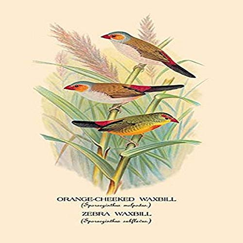 Buyenlarge 0-587-05231-7-G1827 'Orange-Cheeked Waxbill & Zebra Waxbill' Giclee Fine Art Print, 18" x 27"