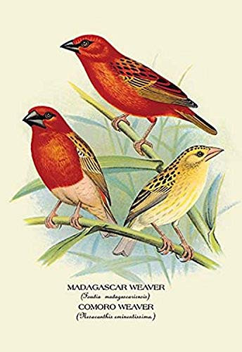 Buyenlarge 0-587-05245-7-P1218 Madagascar Weaver; Comoro Weaver Paper Poster, 12" x 18"