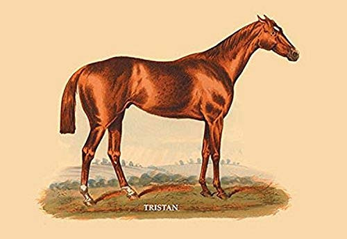 Buyenlarge 0-587-05276-7-P1827 Tristan Paper Poster, 18" x 27"