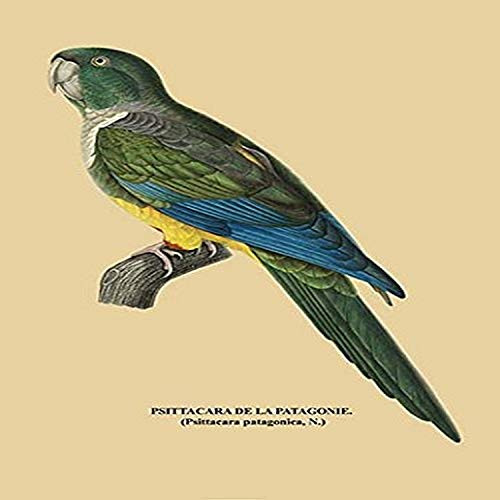 Buyenlarge 0-587-05536-7-G1827 'Psittacara de la Patagonie' Giclee Fine Art Print, 18" x 27"