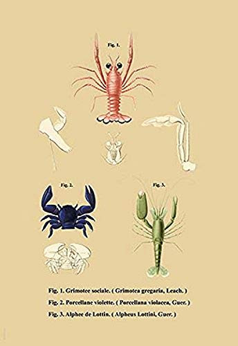 Buyenlarge Grimotee Sociale Et al. - 16" X 24" Fine Art Giclee Print