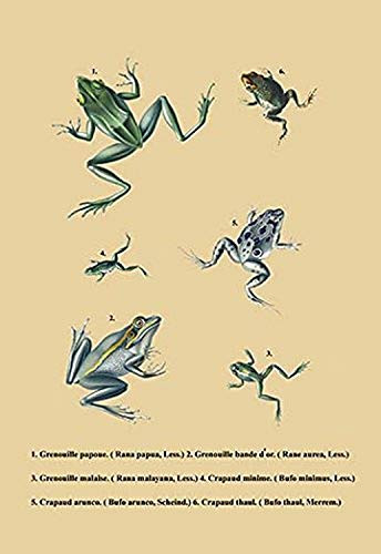 Buyenlarge Grenouille Papoue (Frogs) Et al. - 16" X 24" Fine Art Giclee Print