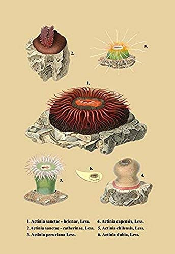 Buyenlarge Actinia Sanetae Et al. - 16" X 24" Fine Art Giclee Print
