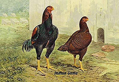 Buyenlarge 0-587-05634-7-P1218 Indian Game (Chickens) Paper Poster, 12" x 18" Buyenlarge 0-587-05634-7-P1218 Indian Game (Chickens) Paper Poster, 12" x 18"