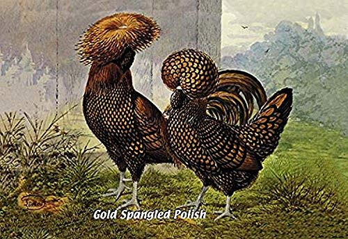 Buyenlarge 0-587-05650-9-P1218 Gold Spangled Polish (Chickens) Paper Poster, 12" x 18"