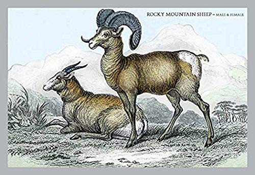 Buyenlarge 0-587-05809-9-P1827 Rocky Mountain Sheep-Male & Female Paper Poster, 18" x 27"