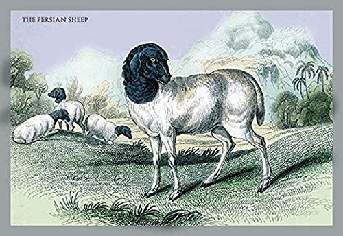 Buyenlarge 0-587-05812-9-P1218 The Persian Sheep Paper Poster, 12" x 18"