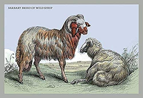 Buyenlarge 0-587-05813-7-P1218 Barbary Breed of Wild Sheep Paper Poster, 12" x 18" Buyenlarge 0-587-05813-7-P1218 Barbary Breed of Wild Sheep Paper Poster, 12" x 18"